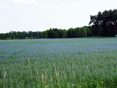 działka na sprzedaż powiat poznański Borówiec