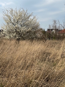 Działka budowlana Leszno Gronowo