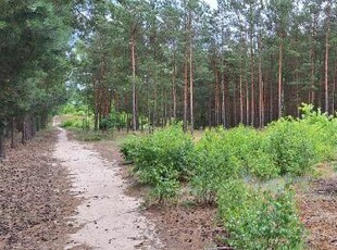 Duża działka budowlana w Osieku nad Wisłą z własnym lasem