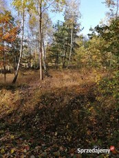 Syndyk sprzeda nieruchomość gruntową niezabudowaną