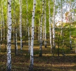 Działka budowlano-rolna 2787m2 Borowe Wręczyca Wielka Kłobuck okazja