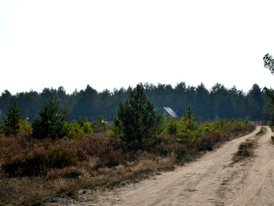 Działka budowlana Borsk