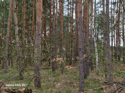 Działka budowlana Czarne Błoto, ul. Bierzgłowska