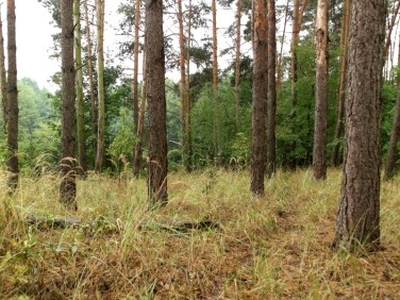 Działka budowlana, ul. Ogrodnicza