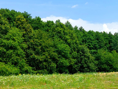 Działka budowlana Wilkszyn