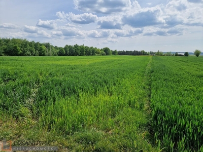 Działka rolna Sieciechowice