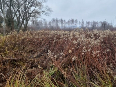 Działka, ul. Dąbrowa