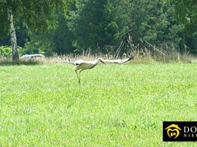 Działka rolna Białowieża