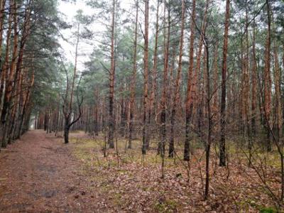 Działka budowlana Milanówek