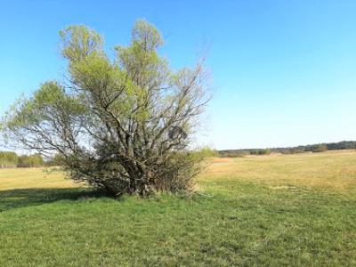 Działka budowlana Nowe Dąbie