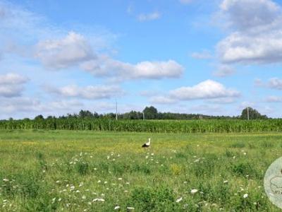 Działka budowlana Oborniki