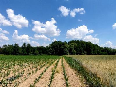 Działka budowlana Zarośle Cienkie