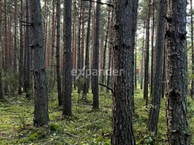 Działka leśna Siemkowice