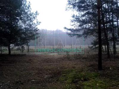 Działka leśna Tarczyn