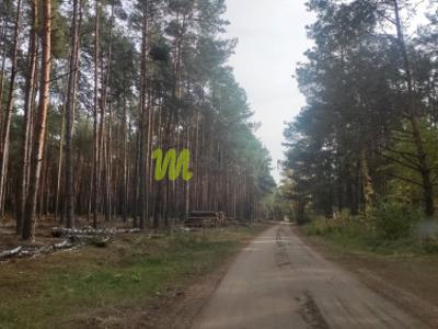 Działka leśna Zakrzewo Kościelne