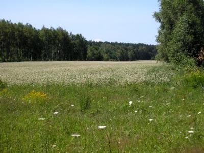 Działka rolna Duniewo