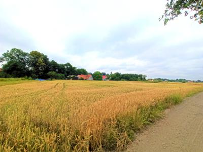 Działka rolno-budowlana Chojnów