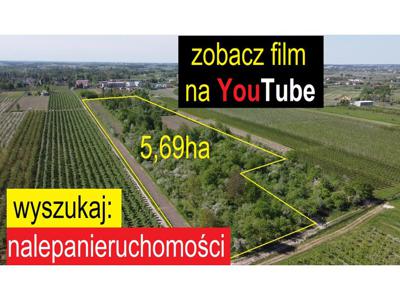 na sprzedaż 5,69 ha starego sadu owocowego