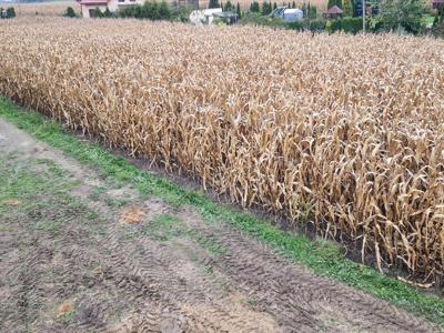 Działka na sprzedaż, Golubsko-Dobrzyński, Sitno