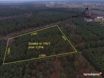 Dwie duże działki, porośnięte lasem w Orzeszkach, Mazury