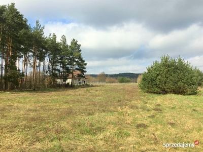 Działka 2100m2 Sąsieczno - warunki zabud. LAS