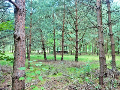 Działka na sprzedaż, Oleśnicki, Dąbrowa