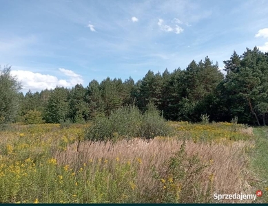 Działka rolna 1,75 ha Skrzypaczowice