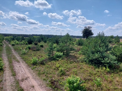 Działkę Letniskową w miejscowości Mroczki Kawki, Gmina Rzewnie.