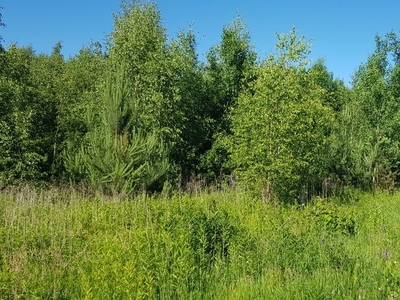 Działka budowlano-rolna i las 2,1200 ha,Trzebiesławice koło Łoniowa.