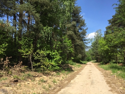 Działka leśno-rolna 3,5ha Niska Jabłonica k. Rzuców, gm. Borkowice