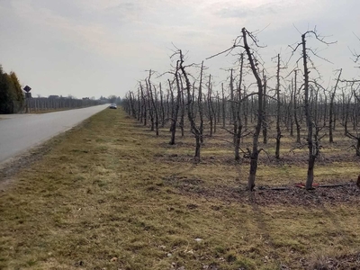 Działka rolna/sad na sprzedaż 40 zł m2