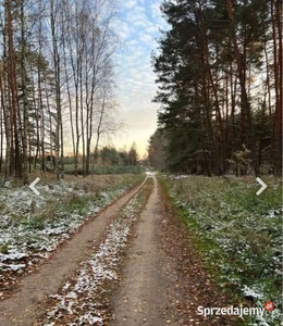 Działka z drzewostanem dostęp do drogi.