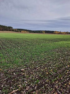 Nieruchomość (działka)