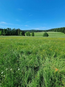 Działka 35,70 ar + warunki zabudowy GAZ I KANALIZACJA W DRODZE