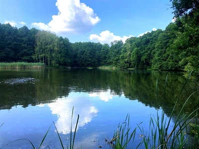 Piękna działka pod lasem