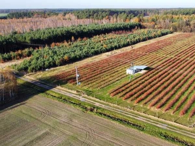 Plantacja borówki amerykańskiej