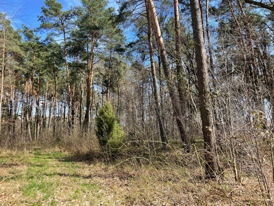 Przepiękna działka Władysławów (Lesznowola), 20 minut od Warszawy