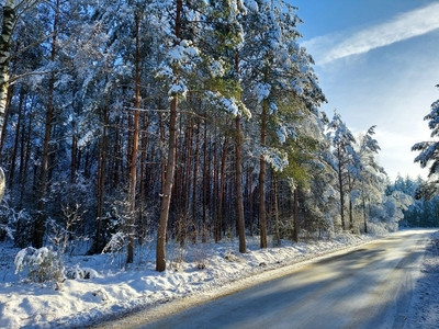 Sprzedam las sosnowy – 6,74 ha (drzewo z działką) *nowa cena*