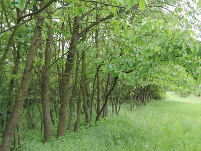 Opolski, Prószków, Boguszyce