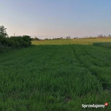 Działki rolne woj. łódzkie sprzedam, wydzierżawię