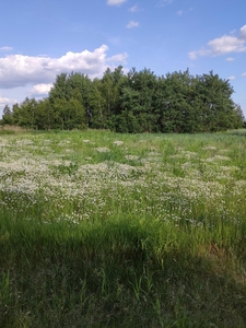 działka budowlana 1000 m2 - Suchy Las, Michałowice