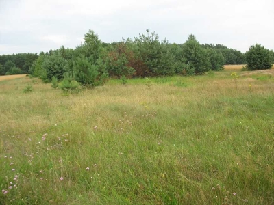 Działka pod siedlisko 2.1 ha - 0.7ha pod zab. Prąd, woda. 67km od Wwy.