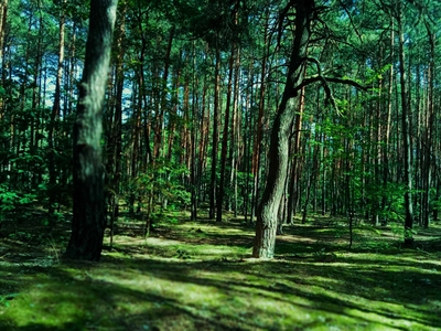 Działka rekreacyjna Laski 1803 m