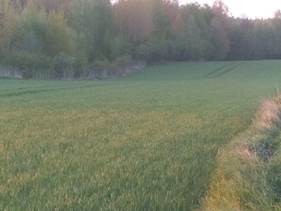 Działka rolna, częściowo zadrzewiona Słodków Drugi, 1,5 ha