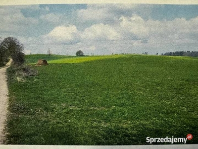 Syndyk sprzeda działki rolne 3,06 ha - Koszajny