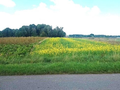 Działka rolno-budowlana Dys