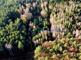 Grodziski, Żabia Wola, Petrykozy, Za Gajem