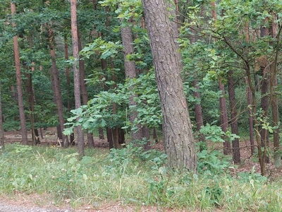 Działka leśna w Łucznicy