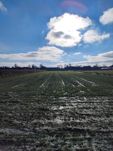 Działka 12,5a Szopinek, 3km od Zamościa