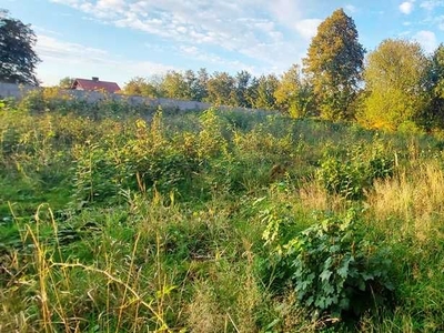 Działki Olbrachtów przy zielonym lesie